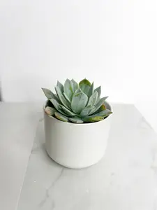 Mini Succulent Plant – 2" Potted Echeveria Desmetiana for Home & Party Favors