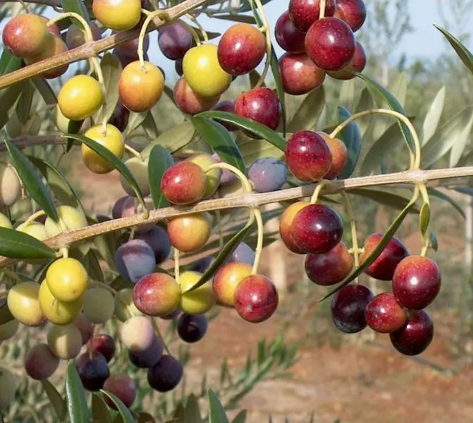 Arbequina Olive Plant Live for Planting, Olive Tree Seedlings for Home Garden 4 to 6 Inch Tall
