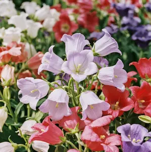 1000PCS Campanula Seeds – Hardy Perennials with Bell-Shaped Blooms