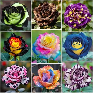 285+ Mixed Double Rose Seeds for Planting - Heat/Drought-Tolerant Explosive Blooms, Ideal for Gardens & Containers