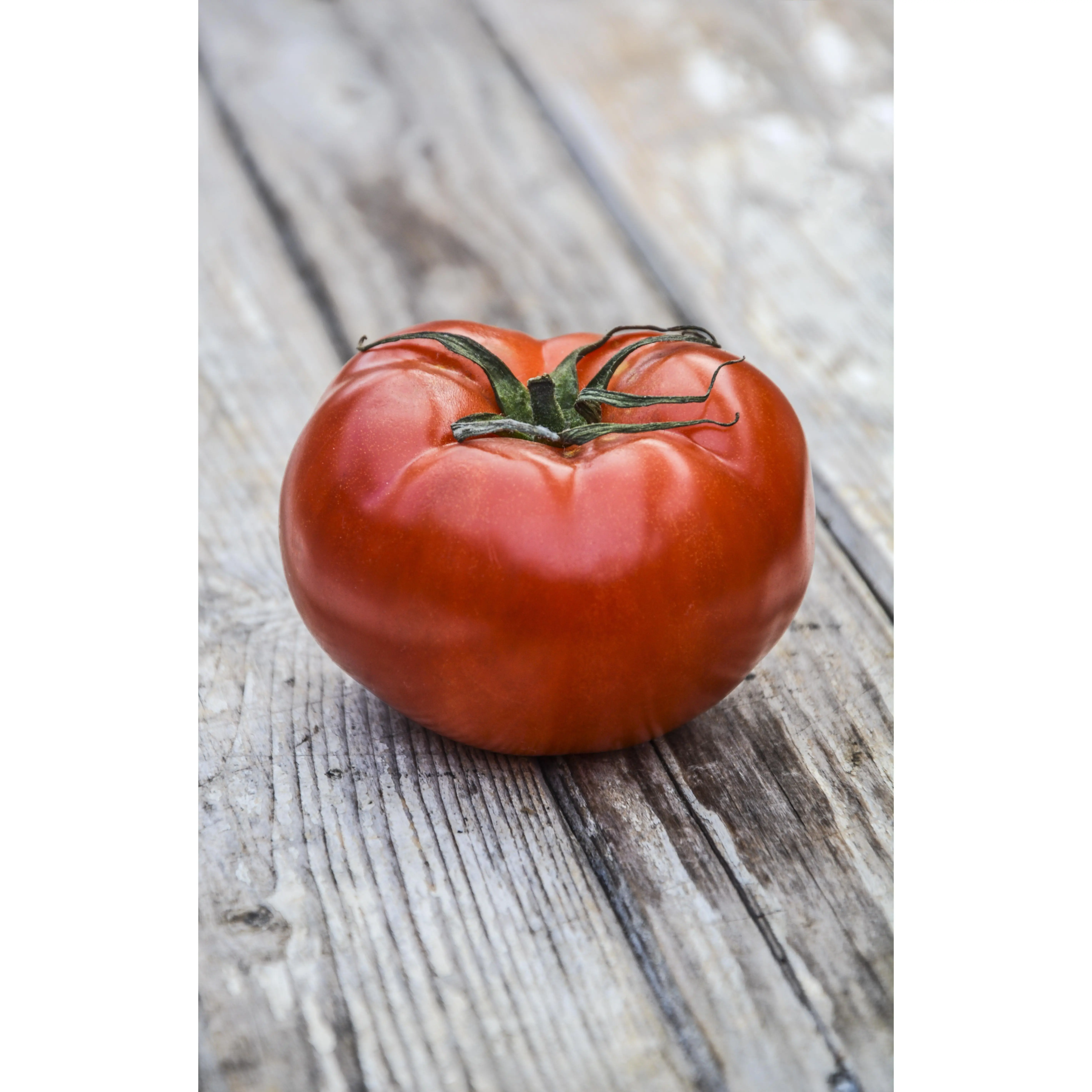 Mortgage Lifter Heirloom Open-Pollinated Non-GMO Tomato Live Plant - 1 Live Plant, Full Sun, Large Flavorful Fruits, Organic Grow, Mild Slightly Sweet Flavor, Impressive Yields, Ornamental, Ideal for Home Gardeners
