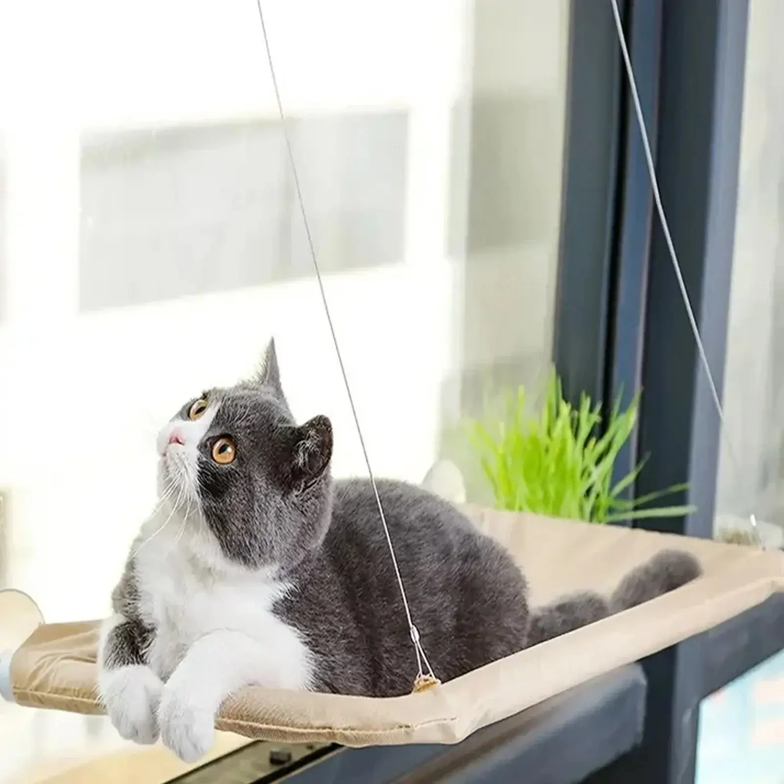 Cat Window Perch Hammock Bed with Nylon Fabric, Strong Suction Cups, Reinforced Fall-Proof Detachable Set, No-Tool Installation, Indoor Kitty Lifestyle Sunbathing Lounger for Most Windows