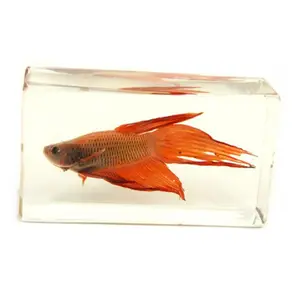 Medium Acrylic Real Fish-Inspired Siamese Fighting Fish Paperweight - Aquarium Decor Accessory for Pet & Aquatic Supplies, Fish Tank, Aquarium Fish Tank