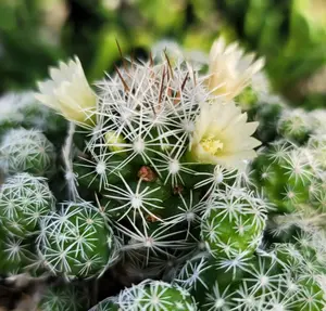 Live Thimble Cactus Plant - Mammillaria Gracilis Fragilis Plant - Powder Puff Cactus Plant - Small Cactus Cluster - Mammillaria Vetula Plant - 2 Inch pot