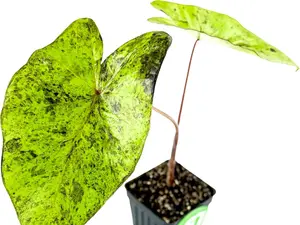 Mojito Elephant Ear PPAF Live Plant - Colocasia esculenta for Tropical Garden Decor