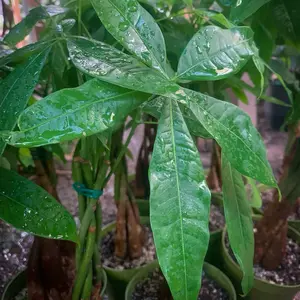 Money Tree 6 Inch Potted Plant - Natural Roots, Versatile Design, Ideal for Home Decor