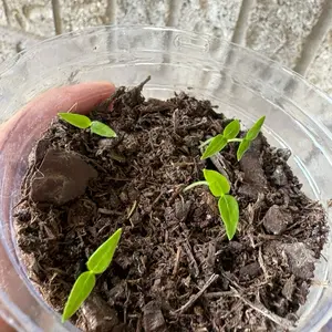 Organic Chile Chiltepin Seedling Kit for Gardening