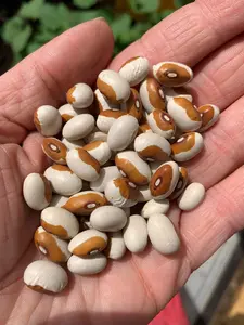 Maine Yellow Eye Bean Seeds