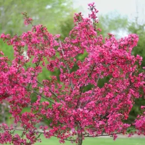 Green River 5 Pcs Seeds Dwarf Pink Dogwood - Flower Seed Pack, Perennial Flower, Shade-Loving Tree, Year-Round Landscape Color, Perfect For Garden Borders And Cottage Gardens