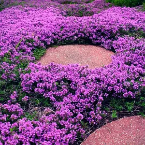 Wisteria Thyme Seeds - 1000 Pack - Non Genetically Modified - Hardy Ground Cover - All Seasons Planting - Full Sun Exposure - Bonsai Ready