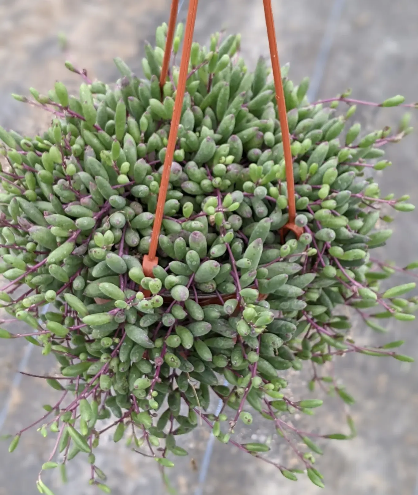 Othonna Capensis Ruby Necklace, 6" Hanging Succulent Plant