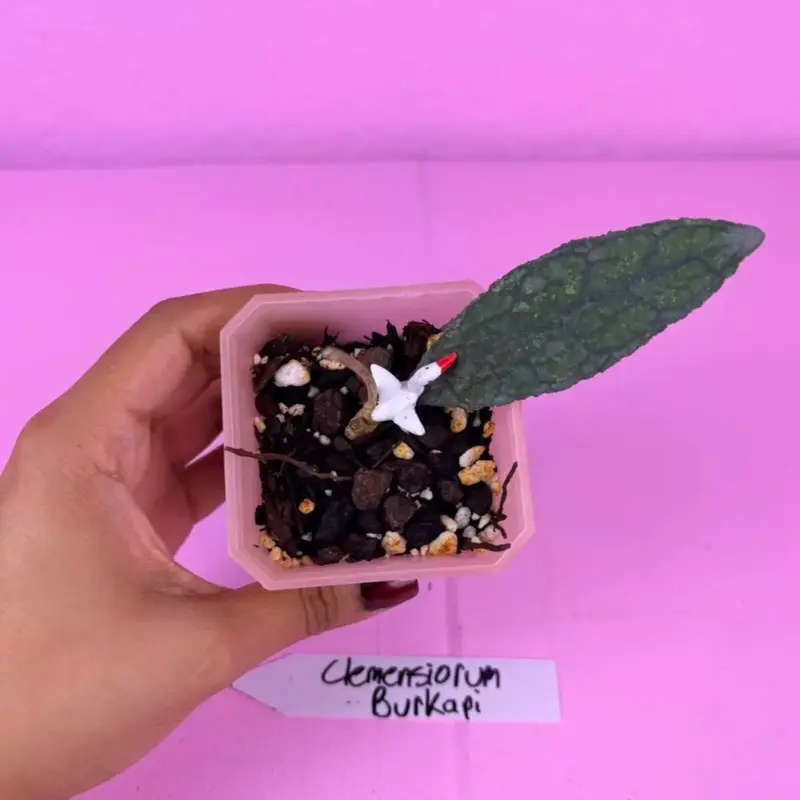 Hoya Clemensiorum Burkapi 2.5” | Rare Hoya | Collector Plant