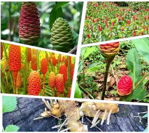 6 Live Ginger Shampoo Plants Rhizomes Awapuhi Zingibar Zerumbet Rooted Plant Bitter Ginger Plants, Ready to Planting