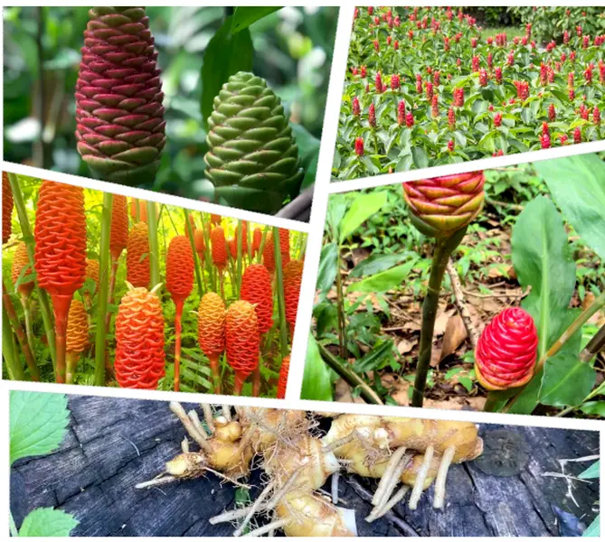 6 Live Ginger Shampoo Plants Rhizomes Awapuhi Zingibar Zerumbet Rooted Plant Bitter Ginger Plants, Ready to Planting