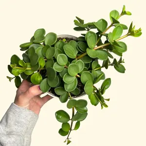 Peperomia Hope - Peperomia tetraphylla 'Hope' Pet Friendly-Live Houseplant Hanging Basket Plant Unique Leaf