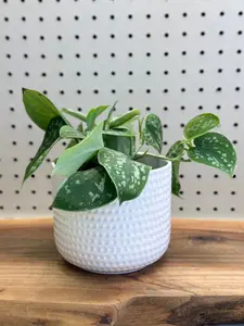 Satin Pothos Scindapsus pictus - Indoor Houseplant with Heart-Shaped Leaves & Silvery Spots - Easy Care for Hanging Baskets & Shelves