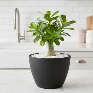 Black and TerraCotta Eco Pots