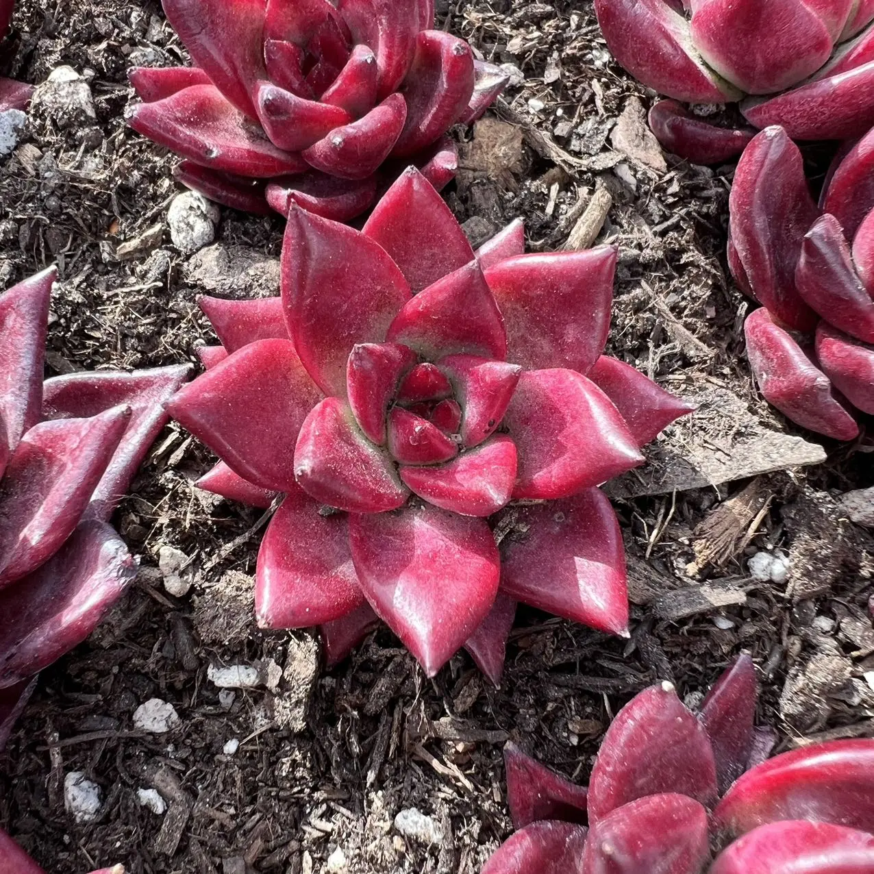 Echeveria robin Rare Succulent Live Plant Live Succulent Cactus
