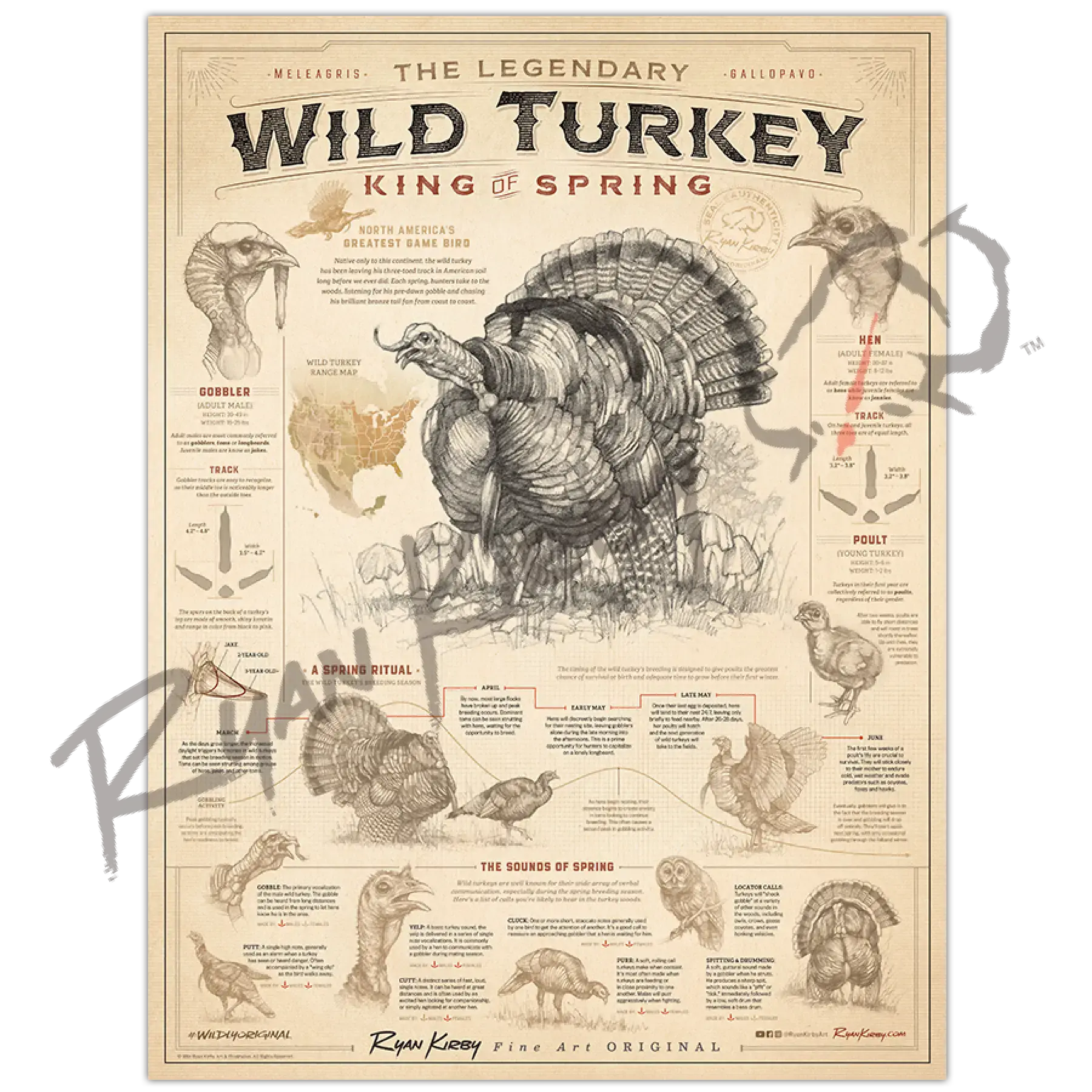Wild Turkey Poster – King of Spring | Turkey Hunting Art & Field Guide