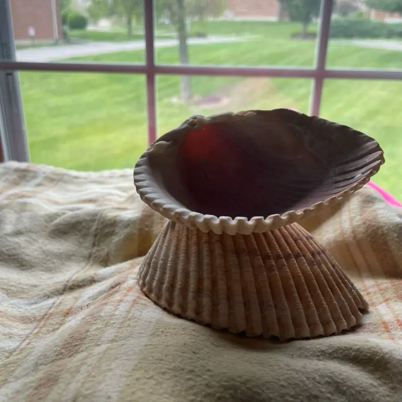 Shell Jewelry Holder - Natural Seashell Design for Displaying Jewelry - Unique Decorative Accessory for Home Decor