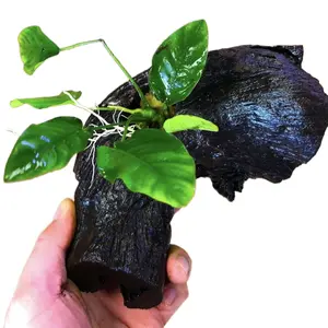 Anubias Barteri on Driftwood - Ready-to-Place Live Aquarium Plant Decor - Aquascape Aquascaping Planted Fish Tank Natural Decor Wood aquarium plant
