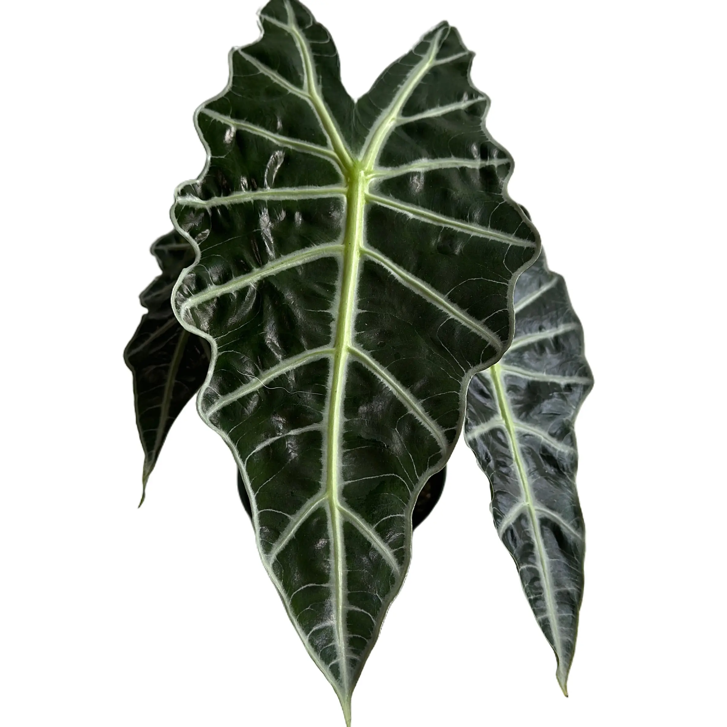 Alocasia Polly 6" Pot - Unique Leaves, Easy Care, Requires Bright Indirect Light