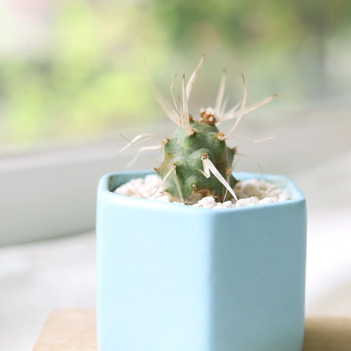 Paper Spine Cactus - Tephrocactus articulatus var. papyracanthus