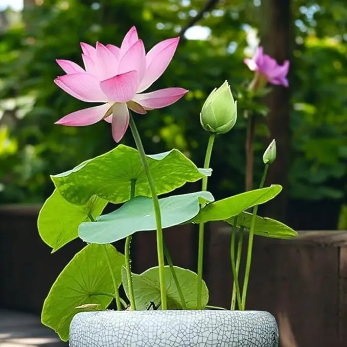 20 Pcs Bonsai Lotus Seeds for Planting, Bowl Lotus & Water Lily Flower Seeds, Aquatic Plant Flower Seeds for Home, Garden, or Yard Landscaping