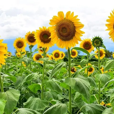 CZ GRAIN Skyscraper Sunflower Seeds for Planting - 30 Seeds to Plant, 15-20 ft Tall, Giant 18-in Flowers, Easy Growth, Full Sun Outdoor Use, Attracts Bees, Butterflies, Pollinators