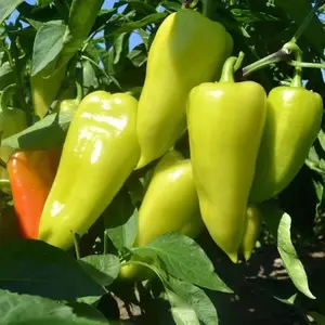 Santa Fe Grande Pepper Organic Seeds (Capsicum annuum) – Mild, colorful hot pepper ripening from yellow to red. Great for salsas, pickling, and fresh use.