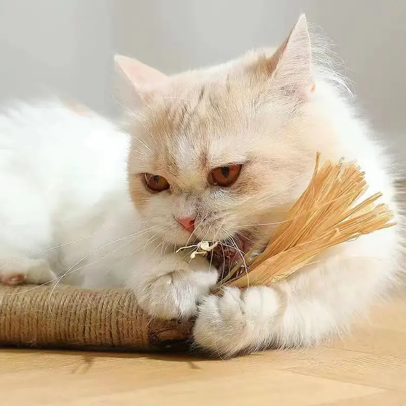 Cat Cleaning Silvervine Chew toy