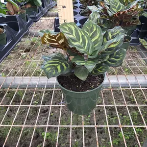 Calathea Makayona 4"