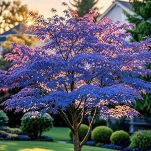 10Pcs Purple Japanese Maple Tree Seeds – Grow a Unique, Elegant Tree with Stunning Deep Purple Foliage