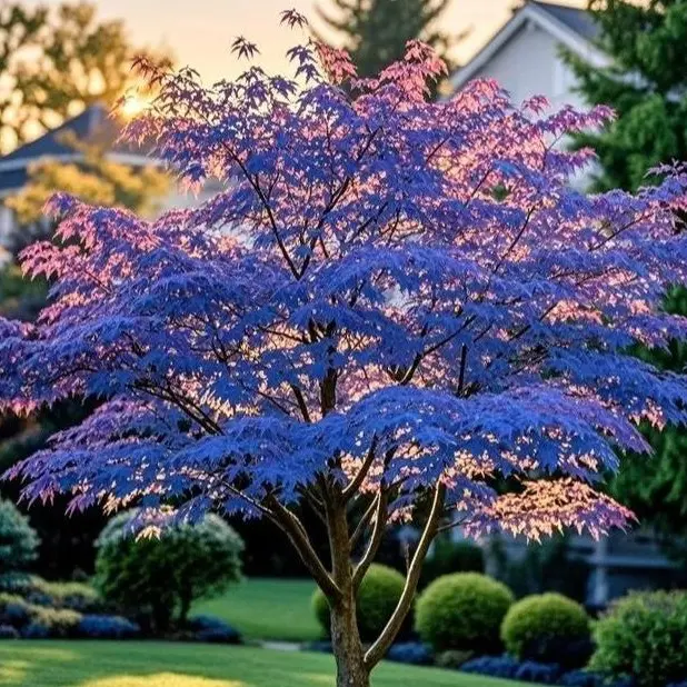 10pcs Japanese Maple Tree Seeds for Planting, Garden Maple Seeds for Outdoor Growing, Seeds Only, Not Live Plants
