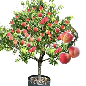 Live Peach Tree Seedlings – Bare Root Fruit Tree | Grow Sweet Juicy Peaches | Perennial Orchard Favorite