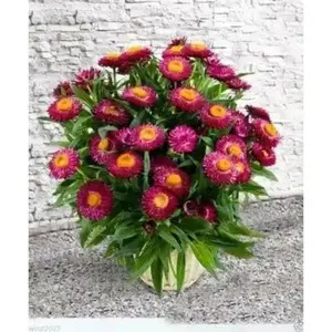 STRAWFLOWER SEEDS - Rose/Pink,Great for Cut flowers