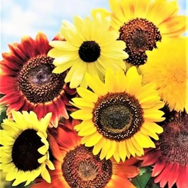 8 Species Mix Variety Pack Sunflower Seeds - 50pcs/pack - Fresh Selection for a Colorful Sunflower Garden