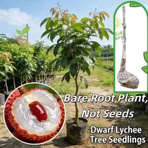 Bare-rooted red lychee seedlings, living fruit tree plants (non-seeded), easy to grow in gardens