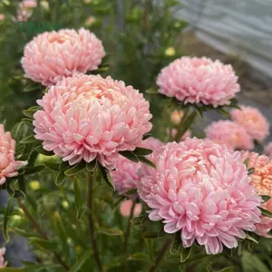 Tower Chamois Untreated Aster Seeds | 50 Seeds