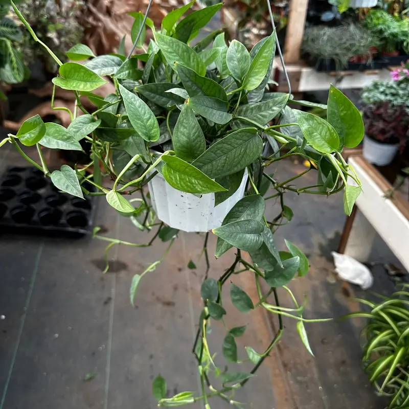 chinese money plants for sale 6