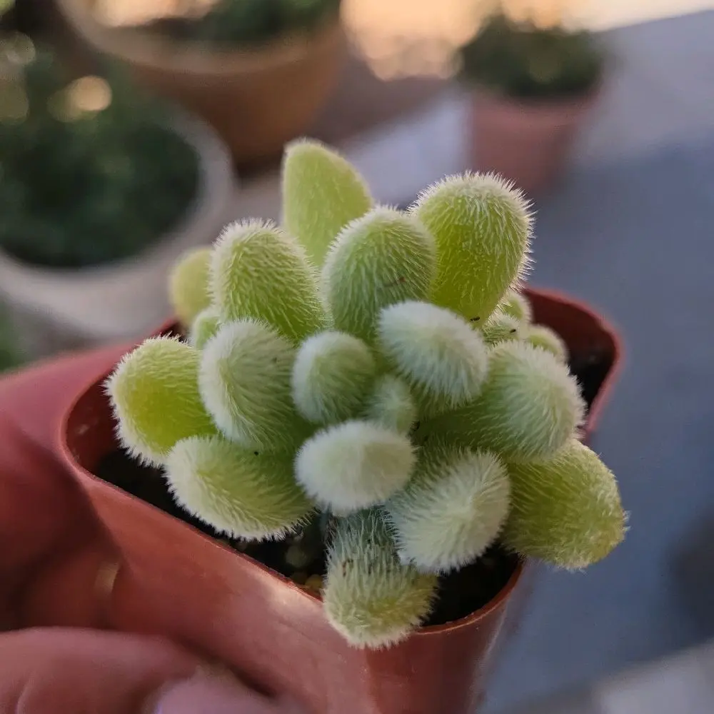 Sedum Mocinianum