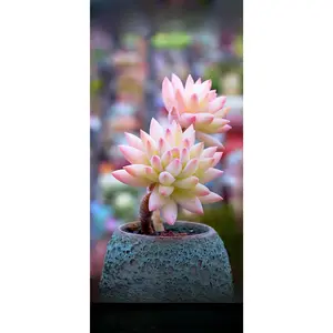 2"Live Succulent (blue burrito)