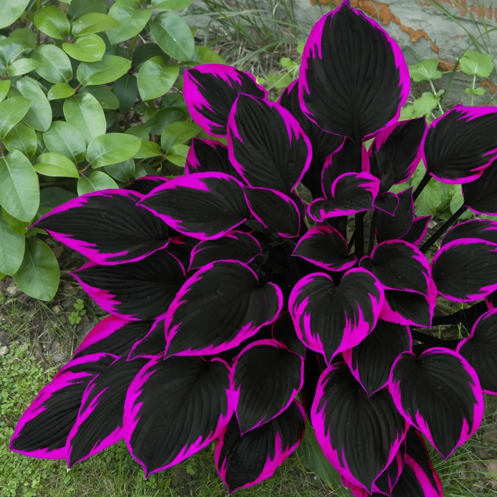 300 high-quality hosta seeds  . guaranteed viable with no bad seeds. A perennial shade plant, perfect for gardens and yards. Made in the USA |   Non-GMO |