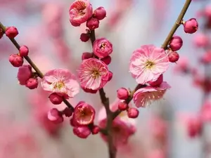 Prunus mume ‘Mokel’ - 2 to 3 Feet Tall - Ship in pot