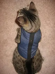 Exclusive Wholesale Kitty Holster Cat Harness (Made in USA)