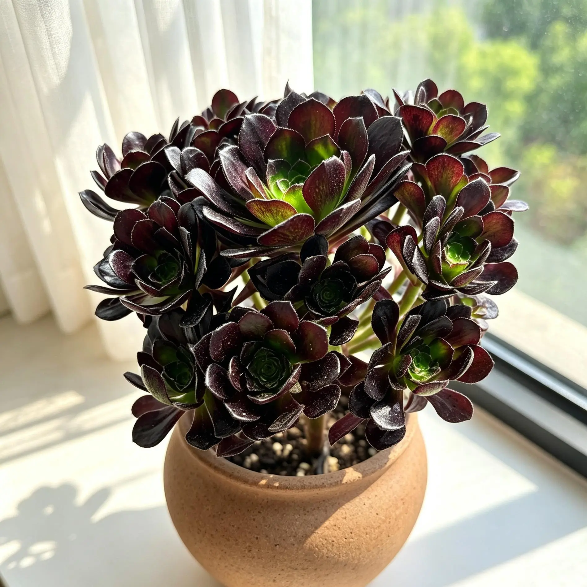 Aeonium 'Black Bean' Live Succulent Plant | Rare Dark Succulent Bare Root No Pot | Easy Care Indoor Houseplant, Gothic Plant Decor, Plant Lover Gift