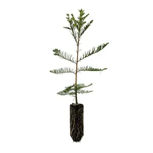 Montezuma Cypress | Medium Tree Seedling