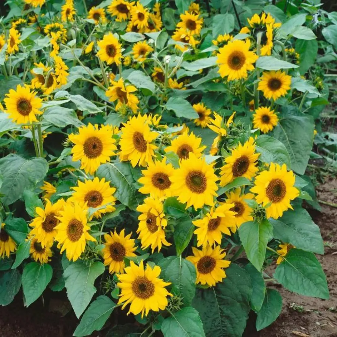 Organic Dwarf Incredible Sunflower (Helianthus annuus 'Dwarf Incredible ...
