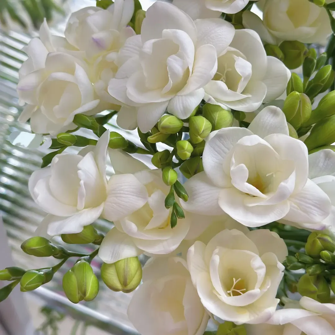 3 Premium Fragrant Freesia Bulbs, Elegant Long-Lasting Blossoms with Lovely Sweet Fragrance, Low Maintenance Perennial Plants for Spring & Fall Home Gardening