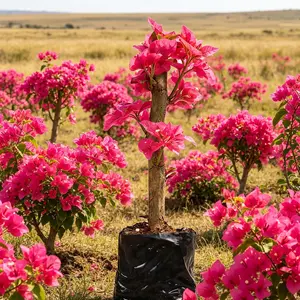 Multicolor Bougainvillea, Trangular Plum-South American Jasmine , Striking Landscaping Privacy Screen Plant Fast Growing & Maintain
